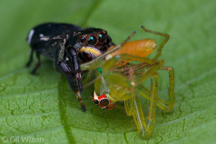 The grass is not always greener on the other side of the fence - a green jumping spider (Lyssomanes sp.) has fallen prey to another jumping spider! 
