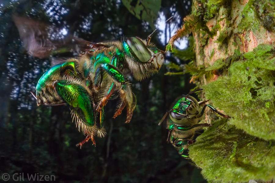 Male orchid bees (Euglossa sp.) collecting fragrant compounds from a moss patch