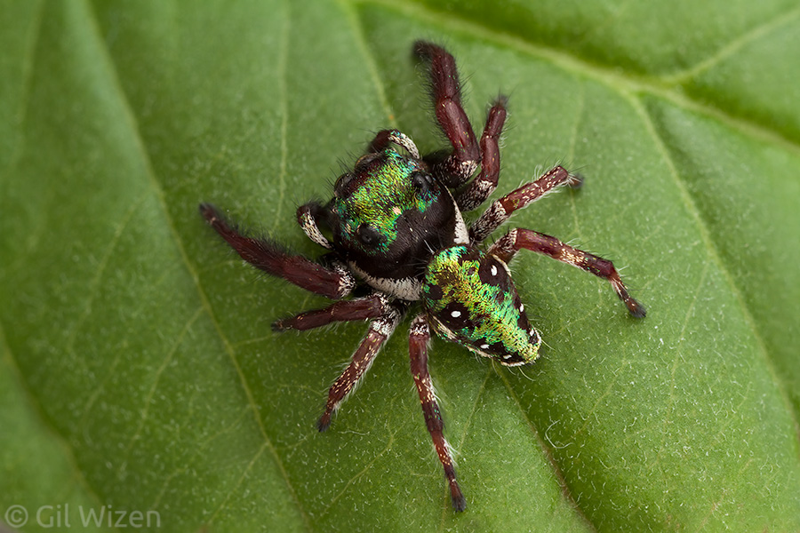 Male Parnaenus jumping spider. So pretty.