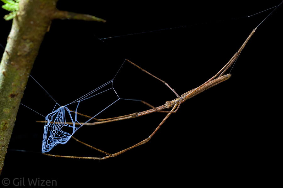 Net-casting spider (Deinopis sp.) ready for an insect to pass on a nearby branch. These spiders usually place themselves right above a possible walkway for arthropods. Photographed in Ecuador