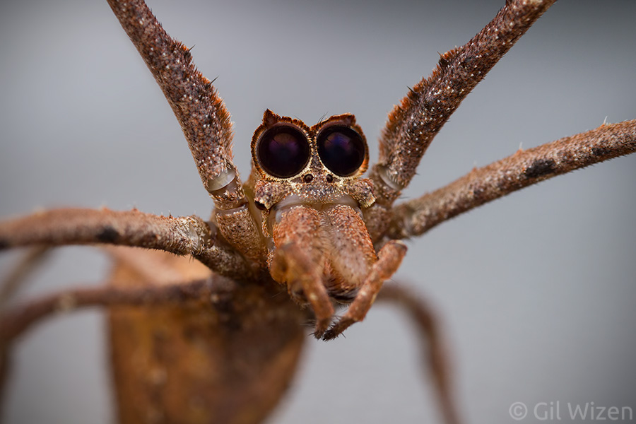 Net-casting spider (Deinopis spinosa) frontal view. Their eye arrangement is one of the weirdest of all spiders. Notice the lateral eyes are pointing down!