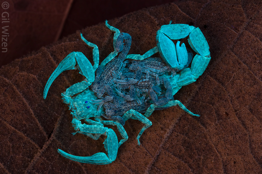 Bark scorpions (Tityus sp.) are a good example for species with a relatively faint fluorescence. Notice that the newborn babies on the female's back glow even less. Their fluorescence will build up and brighten with age.