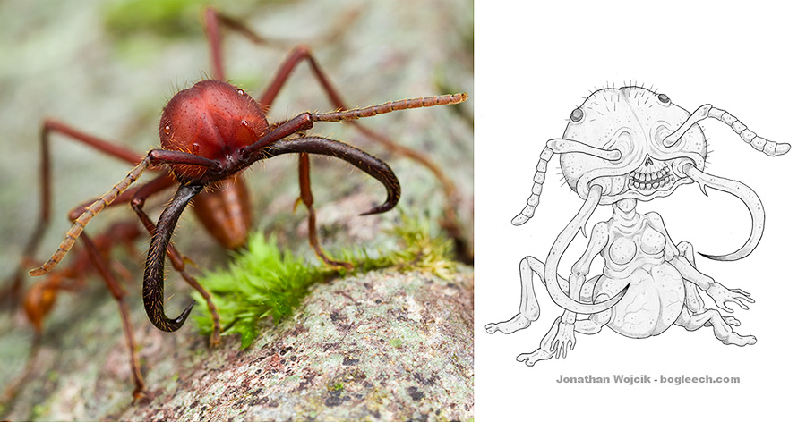 Formicrawl - army ant by Jonathan Wojcik