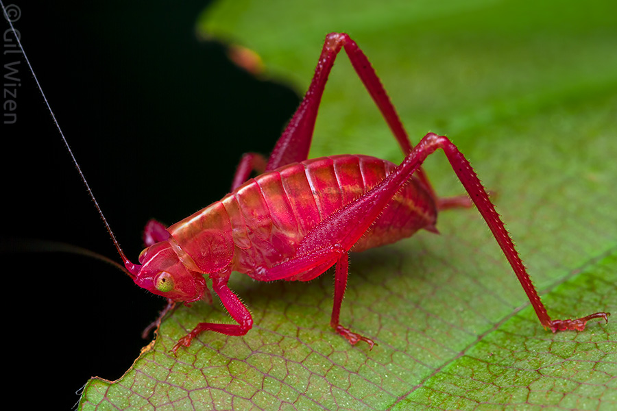 Katydid nymph showing intense pink coloration or erythrism - a rare phenomenon that is occasionally seen in katydids, in which a genetic mutation causes an absence of the normal green pigment and the excessive production of pink pigment.