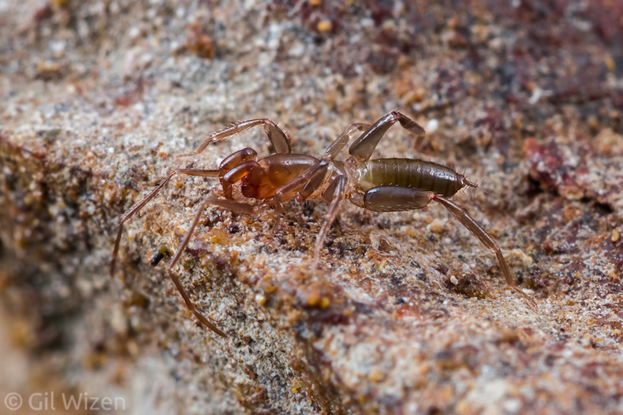 Female shorttailed whip scorpion (Belicenochrus peckorum) with a modest tail