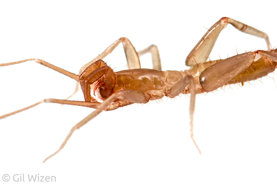 The schizomid fang-like mouthparts (chelicerae) are found under the pedipalps