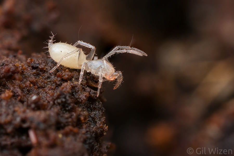 A baby shorttailed whip scorpion (Belicenochrus pentalatus) in ambush for prey