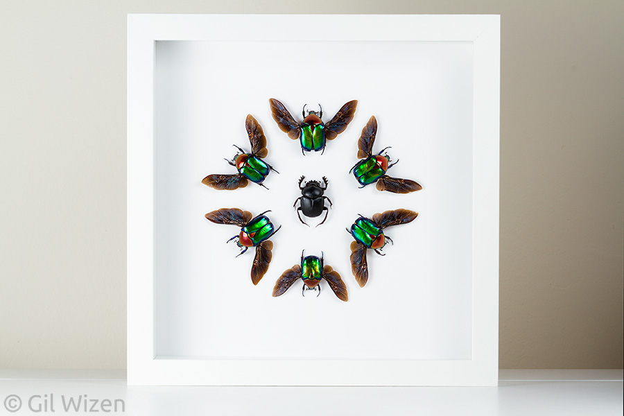 Ethical Ento-Mount "deluxe": a group of flower beetles (Cetonischema speciosa jousselini) in flight around a Scarabaeus dung beetle. Sold even before I listed it online.