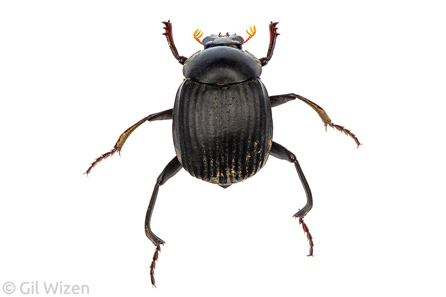 Dung beetle (Deltochilum acropyge), dorsal view. The curved hind tibiae are an adaptation for grasping millipedes.