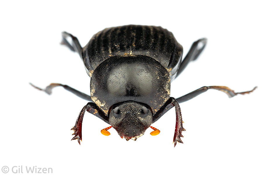 Dung beetle (Deltochilum acropyge), frontal view. Toledo District, Belize