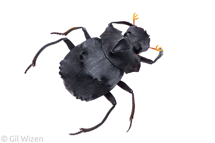 Dung beetle (Deltochilum carinatum), dorsal view