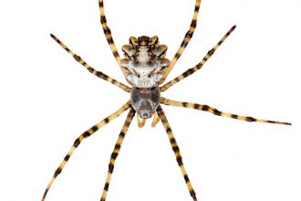 Female silver argiope spider (Argiope lobata). Central Coastal Plain, Israel