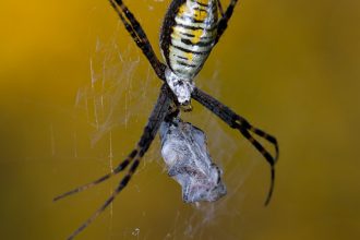 Banded garden spider (Argiope trifasciata). Ontario, Canada