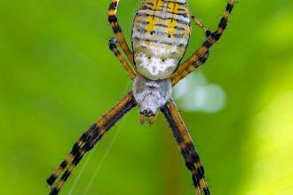 Banded garden spider (Argiope trifasciata). Ontario, Canada