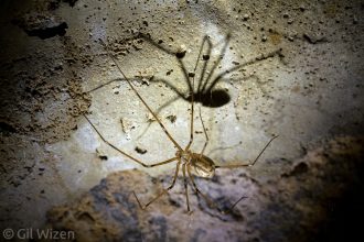 Giant daddy-long-legs spider (Artema nephilit). Golan Heights, Israel