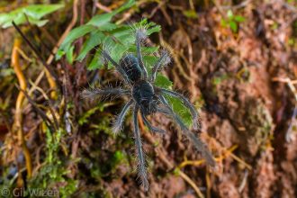 Baby tarantula strolling on the rainforest floor. Amazon Basin, Ecuador