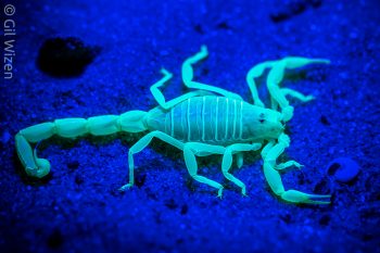 Sand scorpion (Buthacus leptochelys leptochelys) fluorescence under UV light. Southern Coastal Plain, Israel