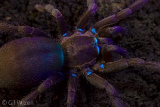 Israeli black tarantula (Chaetopelma olivaceum) fluorescence under UV light. Carmel Mountain Range, Israel