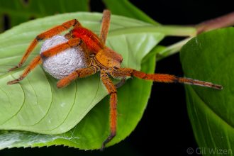 Female wandering spider (Cupiennius getazi) carrying an egg sac. Limón Province, Costa Rica