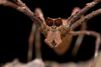Net-casting spider (Deinopis spinosa) frontal view. Photographed in captivity