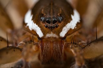 Portrait of a male six-spotted fishing spider (Dolomedes triton). Ontario, Canada