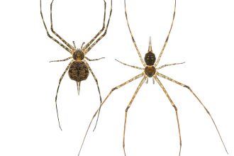 Pair of two-tailed spiders (Hersilia caudata), found on tree trunks in the southern Mediterranean Region. Central Coastal Plain, Israel