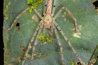 Huntsman spider (Anaptomecus sp.). Amazon Basin, Ecuador