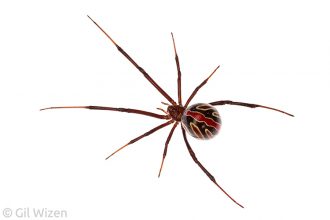 Western black widow spider (Latrodectus hesperus). British Columbia, Canada