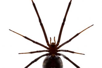 Silhouette of a western black widow spider (Latrodectus hesperus). British Columbia, Canada
