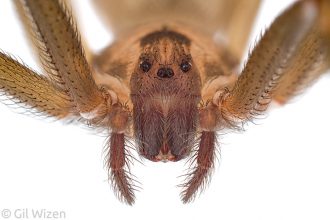Eye arrangement in a brown recluse spider (Loxosceles sp.). Texas, United States