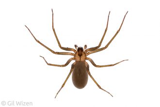 Brown recluse spider (Loxosceles sp.), dorsal view. Texas, United States