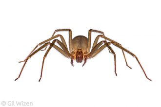 Brown recluse spider (Loxosceles sp.), frontal view. Texas, United States