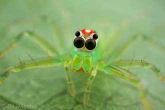 Green jumping spider (Lyssomanes sp.) staring back. Taironaka, Colombia