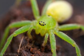 Green huntsman spider (Micrommata ligurina). Central Coastal Plain, Israel
