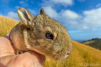 European rabbit (Oryctolagus cuniculus). Otago Peninsula, South Island, New Zealand