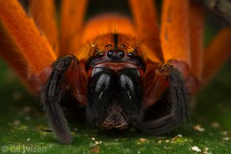 Portrait of a red huntsman spider (Olios sp.). Taironaka, Colombia