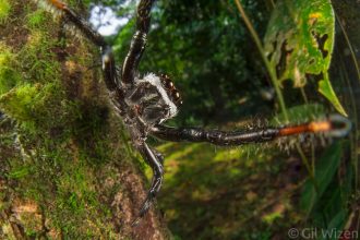 Jumping spider (Phiale formosa) displaying territorial behavior. Limón Province, Costa Rica