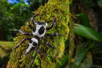 Skeleton jumping spider (Phiale formosa) (Corythalia sp.). Limón Province, Costa Rica