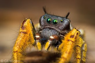 Portrait of a male jumping spider (Phidippus arizonensis). Arizona, United States