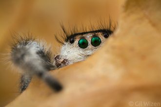 Female regal jumping spider (Phidippus regius) hiding. Photographed in captivity