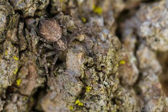 Running crab spider (Philodromus sp.) camouflaged on tree bark. Ontario, Canada