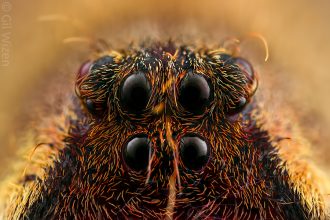 Eyes of a wandering spider (Phoneutria boliviensis). Amazon Basin, Ecuador