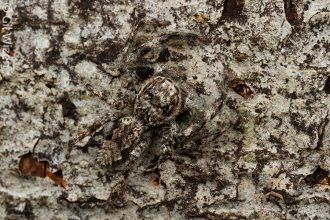 Jumping spider (Platycryptus undatus) camouflaged on tree bark. Ontario, Canada