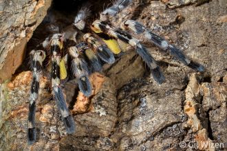 Indian Ornamental Tree Spider (Poecilotheria regalis). Photographed in captivity
