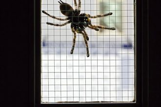 Tarantula molt placed on our lab door as a prank. University of Toronto, Canada