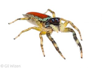 Jumping spider (Psecas viridipurpureus). Amazon Basin, Ecuador