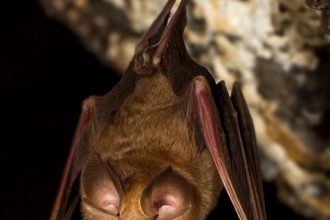 Mediterranean Horseshoe Bat (Rhinolophus euryale). Golan Heights, Israel