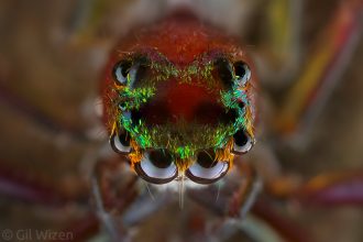 Scales arrangement on the head of a male Sidusa unicolor jumping spider. Cayo District, Belize
