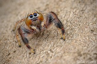 Male imperial jumping spider (Thyene imperialis). Central Coastal Plain, Israel