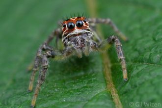 Jumping spider (Frigga sp.). Mindo, Ecuador